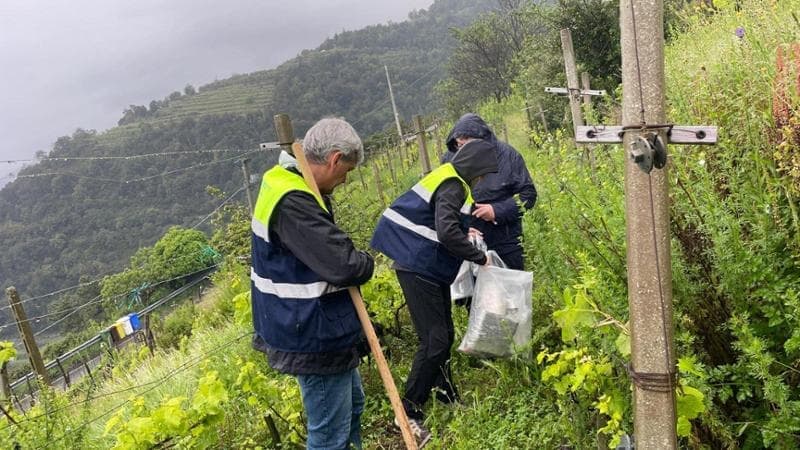Cinque Terre, un progetto europeo per tutelare api, farfalle e bombi, gli insetti impollinatori