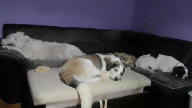 Famiglia scomparsa in Friuli, le foto dei cani di Sonia Bottacchiari e dei figli. “Li cermo