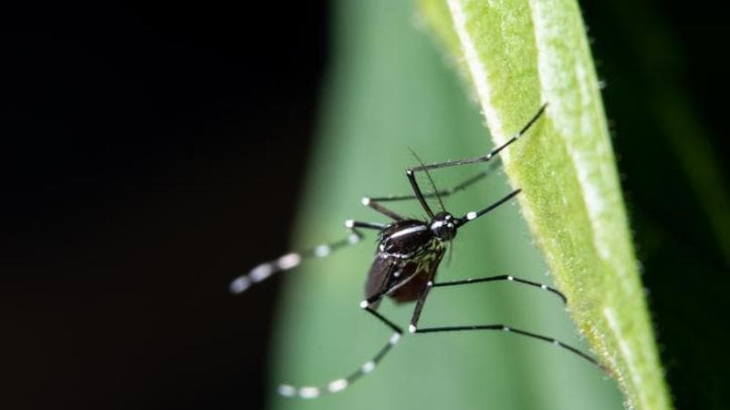 West Nile, primo caso umano del 2026 in Veneto: il virus torna a circolare nel veronese