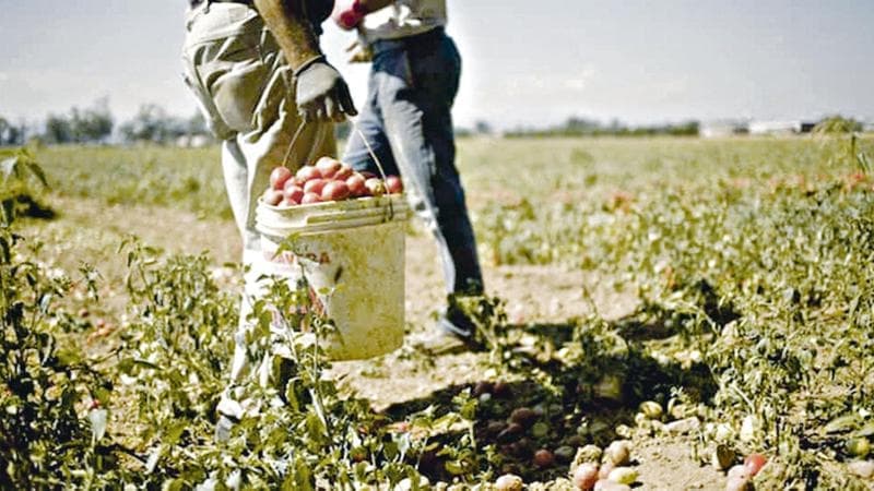 Paola, Camara, Antonio e gli altri braccianti uccisi dal lavoroche non hanno trovato giustizia